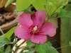 Dar Balmira Botanical Garden - Hibiscus -7   20180731_9130