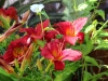 Dar Balmira Botanical Garden - Daylilies - 4   IMG_9318-1