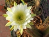 Dar Balmira Botanical Garden - Cacti -3  IMG-5312