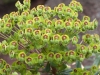 Euphorbiaceae Family - 1
