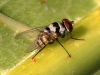 Fly - 18 IMG_8279-1